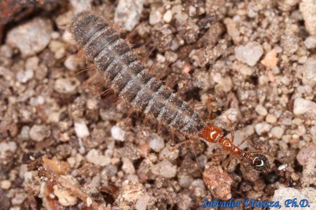 coleoptera-dermestidae-carpet-beetle-larva-f-urban-programs-el