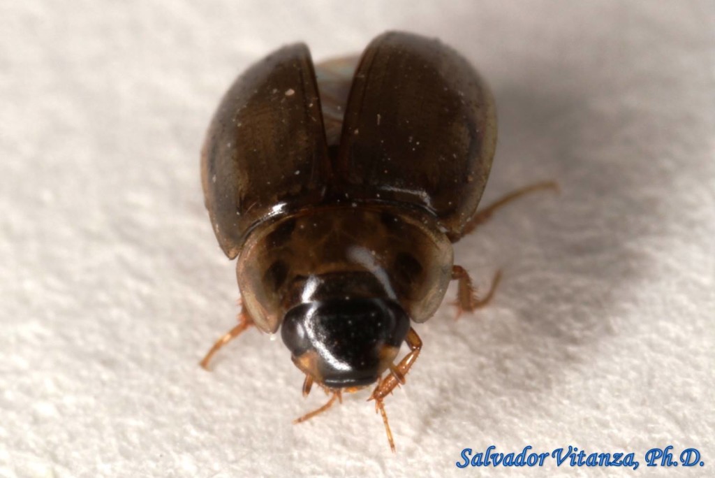 Coleoptera-Hydrophilidae-Enochrus-Water Scavenger Beetles (B) - Urban ...