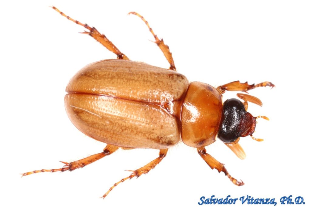 Coleoptera-Scarabaeidae-Cyclocephala-Masked Chafers (B) - Urban ...