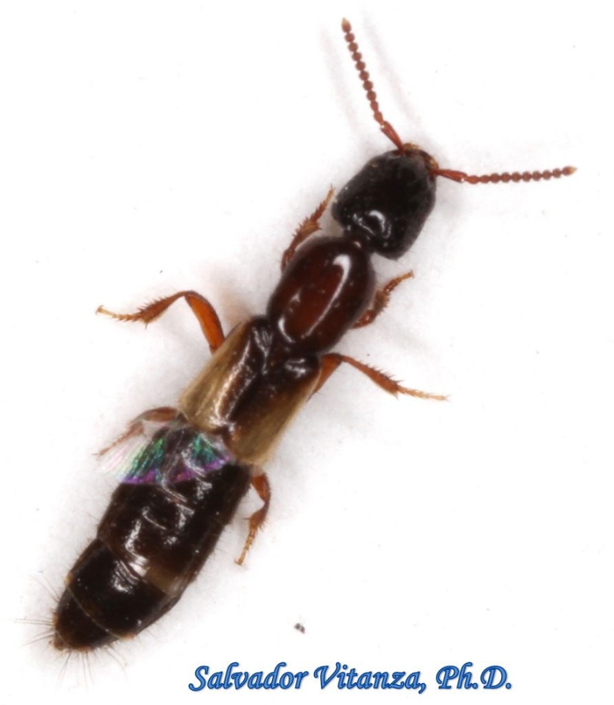 Coleoptera-staphylinidae-phacophallus Tricolor-large Rove Beetles (a 