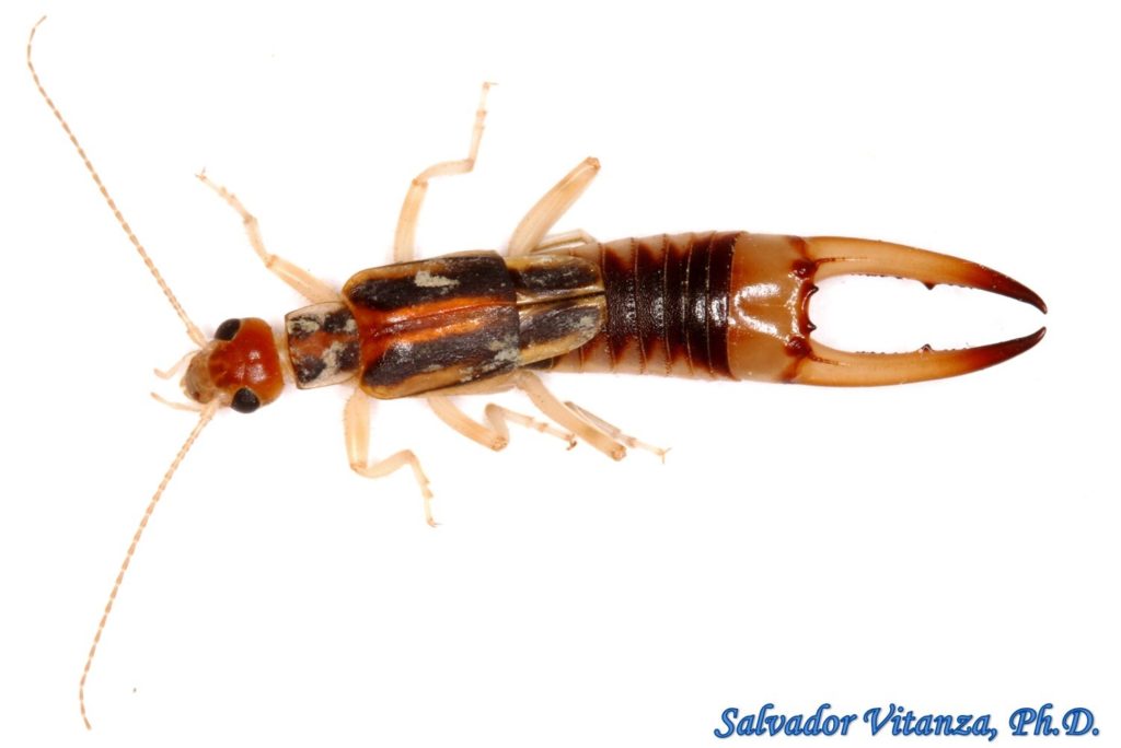 Dermaptera-Labiduridae-Labidura riparia-Shore Earwig MALE (B) - Urban ...