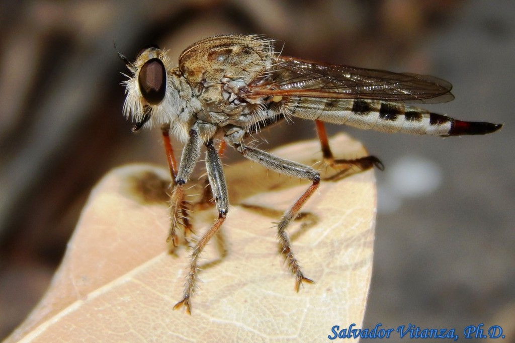 Diptera Asilidae Efferia Albibarbis Robber Flies Female A Urban Programs El Paso County