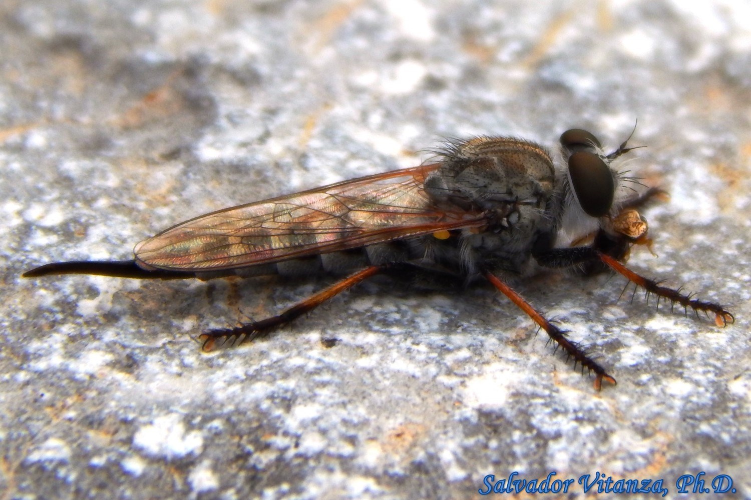 Diptera Asilidae Efferia Robber Flies Female 4 Urban Programs El Paso County