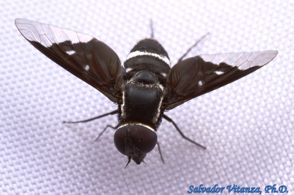 Diptera-Bombyliidae-Exoprosopa Anomala-Bee Flies-b - Urban Programs ...