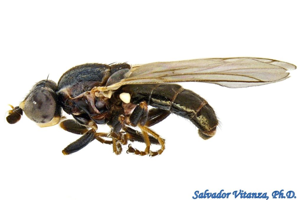 Diptera-Chloropidae-Diplotoxa-Grass Flies (H) - Urban Programs - El ...