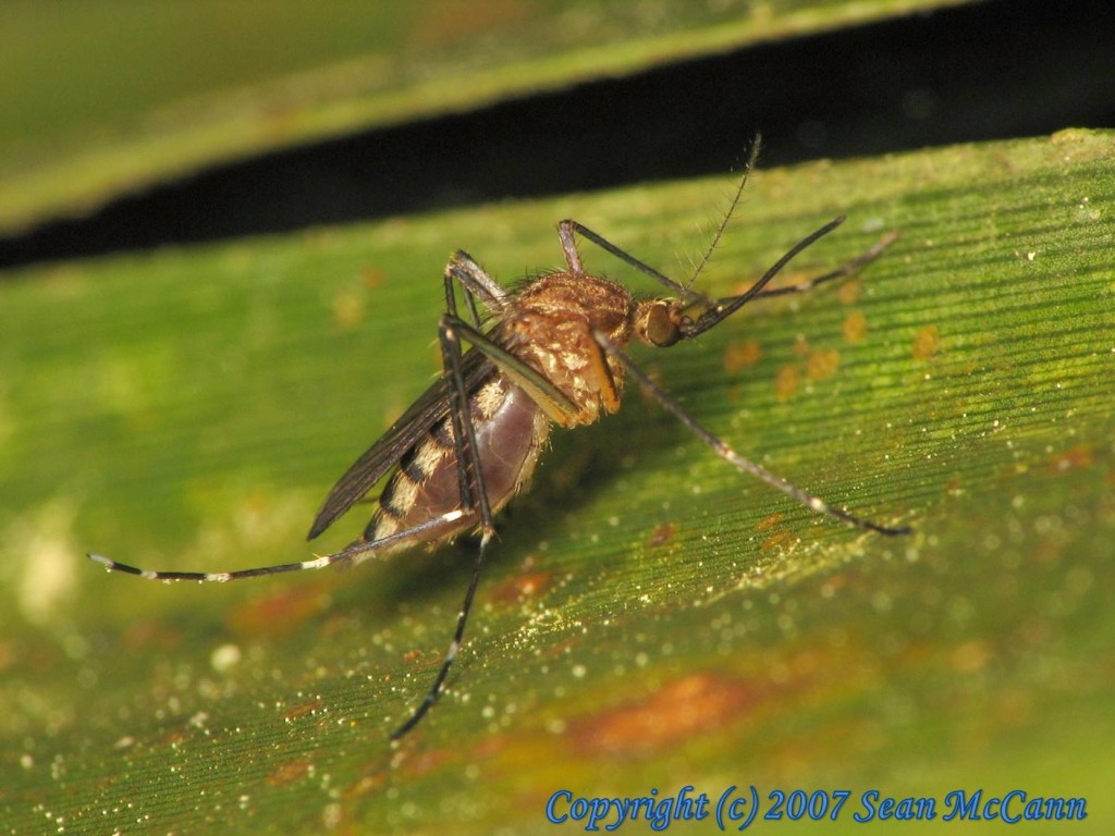 natural swimming pool mosquitoes