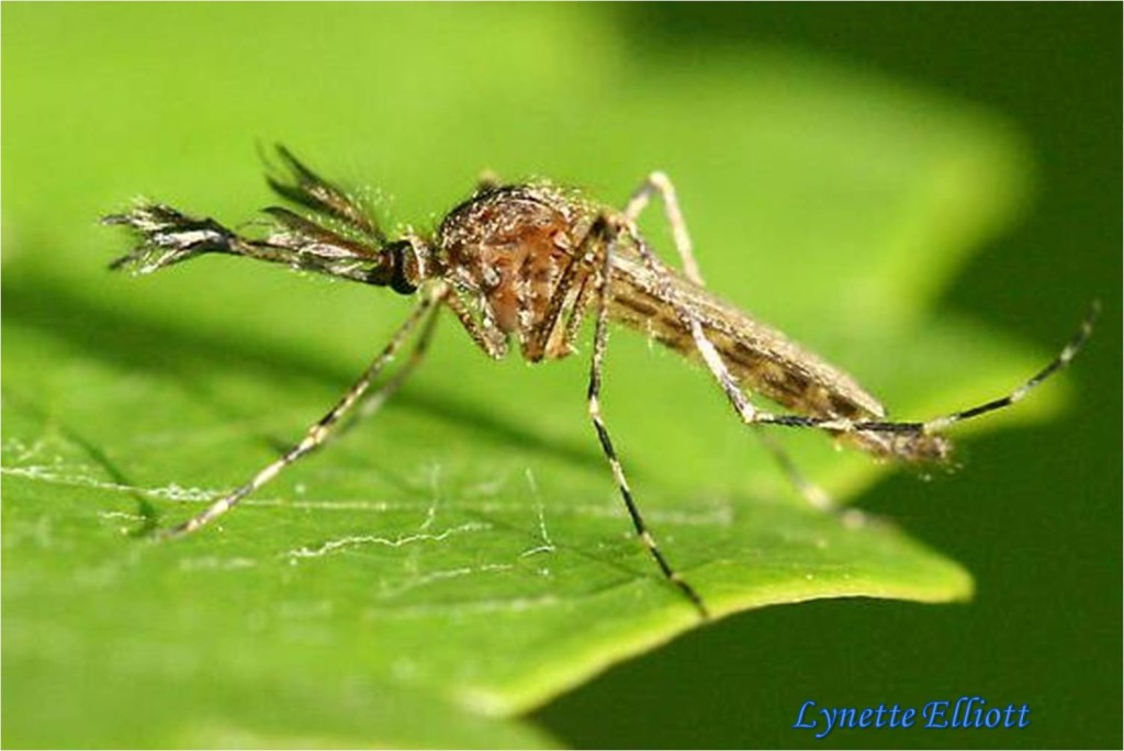 Diptera Culicidae Aedes Sollicitans Eastern Saltmarsh Mosquito B Urban Programs El Paso County