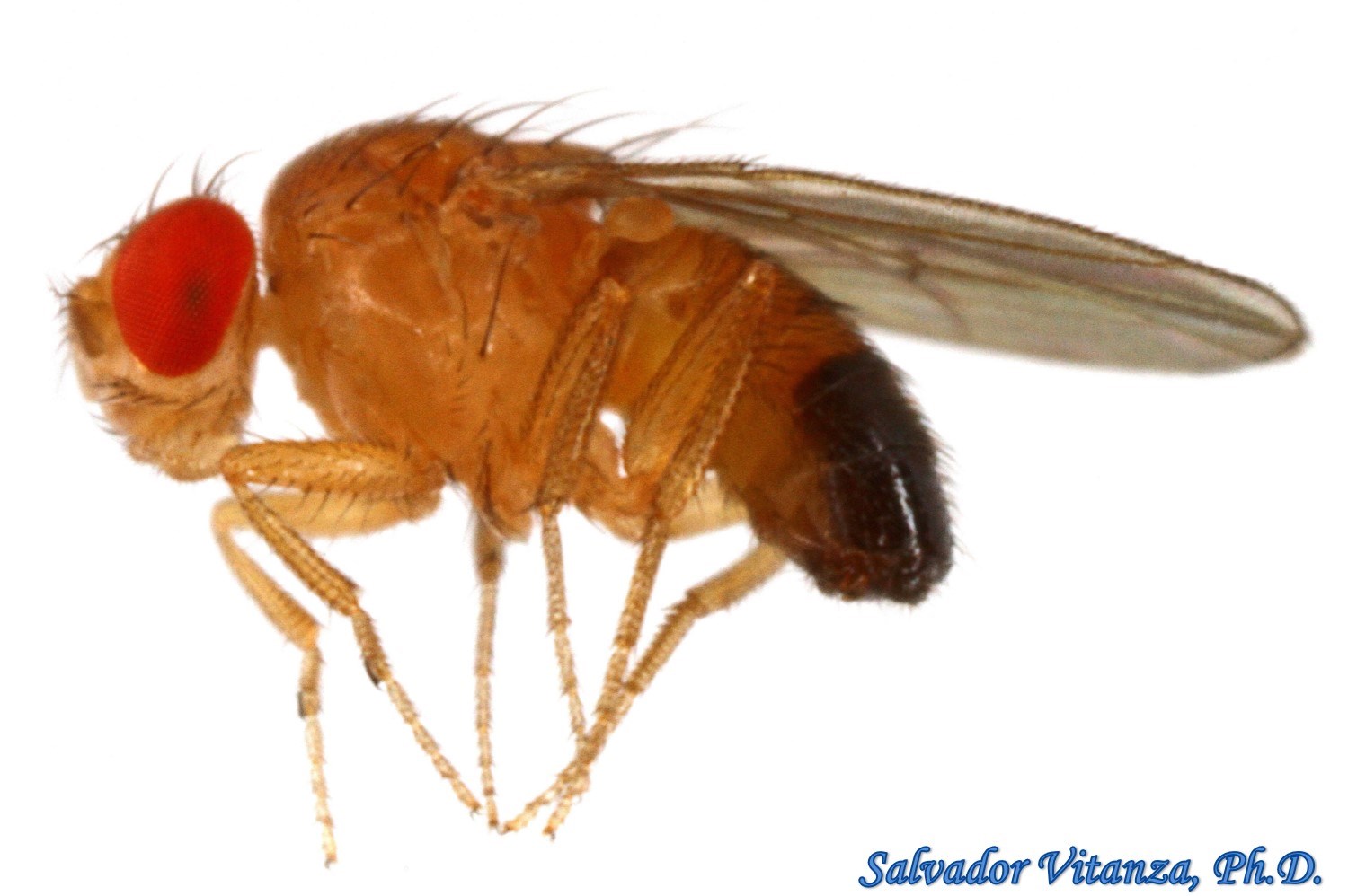 Diptera-Drosophilidae-Drosophila melanogaster-Laboratory Fruit Fly-a ...