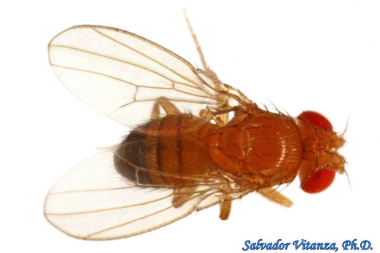 Diptera Drosophilidae Drosophila Melanogaster Laboratory Fruit Fly Male