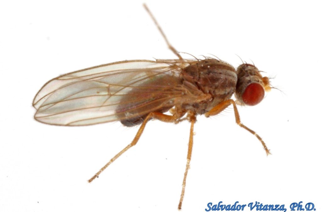 Diptera-Drosophilidae-Scaptomyza pallida-Vinegar Flies (A) - Urban ...