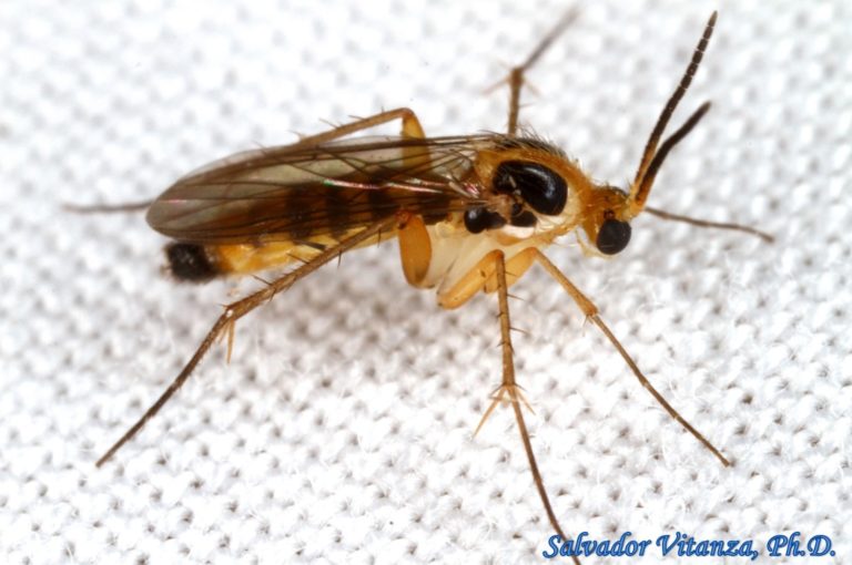 Diptera-Mycetophilidae-Leia-Fungus Gnats (A) - Urban Programs - El Paso ...