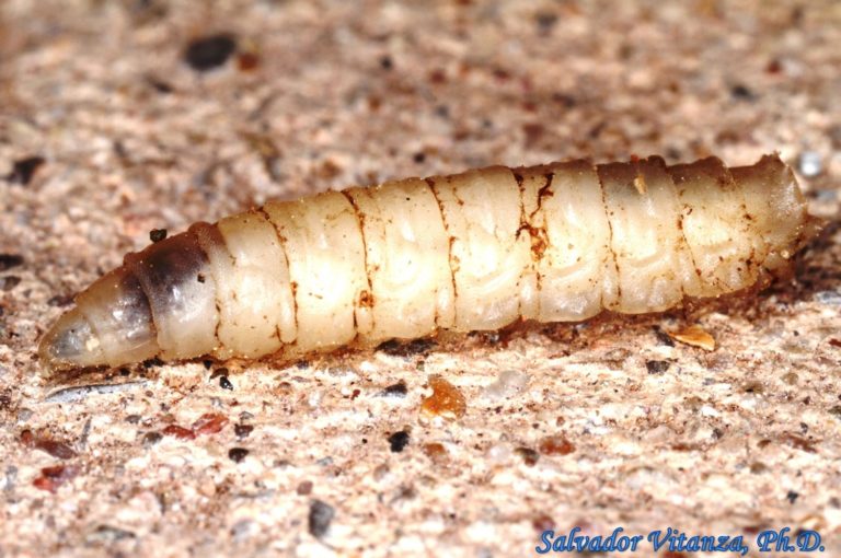 Diptera-Sarcophagidae-Flesh Flies LARVA (A) - Urban Programs - El Paso ...