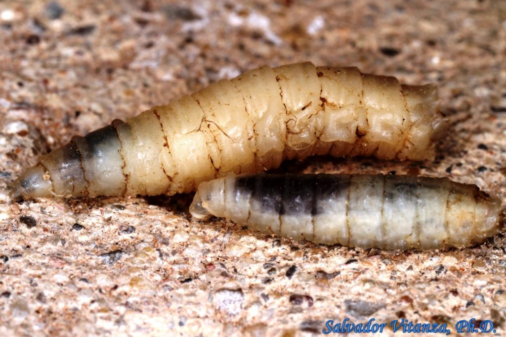 Diptera-Sarcophagidae-Flesh Flies LARVAE (B) - Urban Programs - El Paso ...