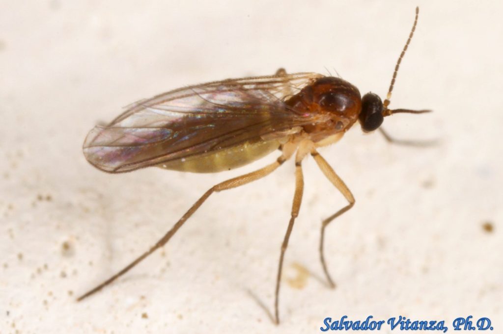 Diptera-sciaridae-dark-winged Fungus Gnats Female (c) - Urban Programs 