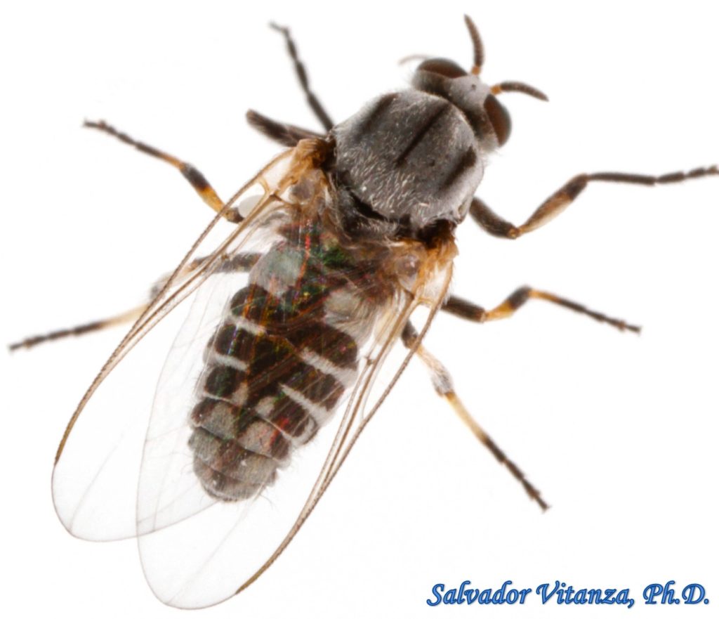 Diptera-Simuliidae-Simulium-Black Flies FEMALE (B) - Urban Programs ...