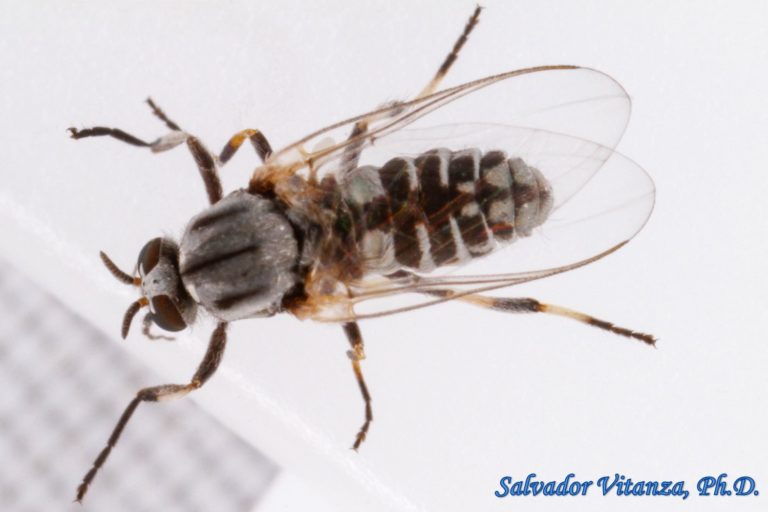 Diptera-Simuliidae-Simulium-Black Flies FEMALE (C) - Urban Programs ...