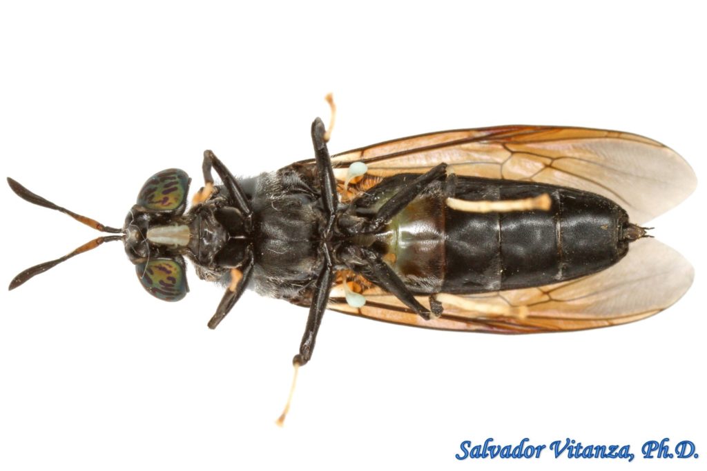 Diptera-Stratiomyidae-Hermetia Illucens-Black Soldier Fly (D) - Urban ...