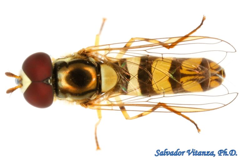 Diptera-Syrphidae-Allograpta obliqua-Common Oblique Syrphid MALE (C ...