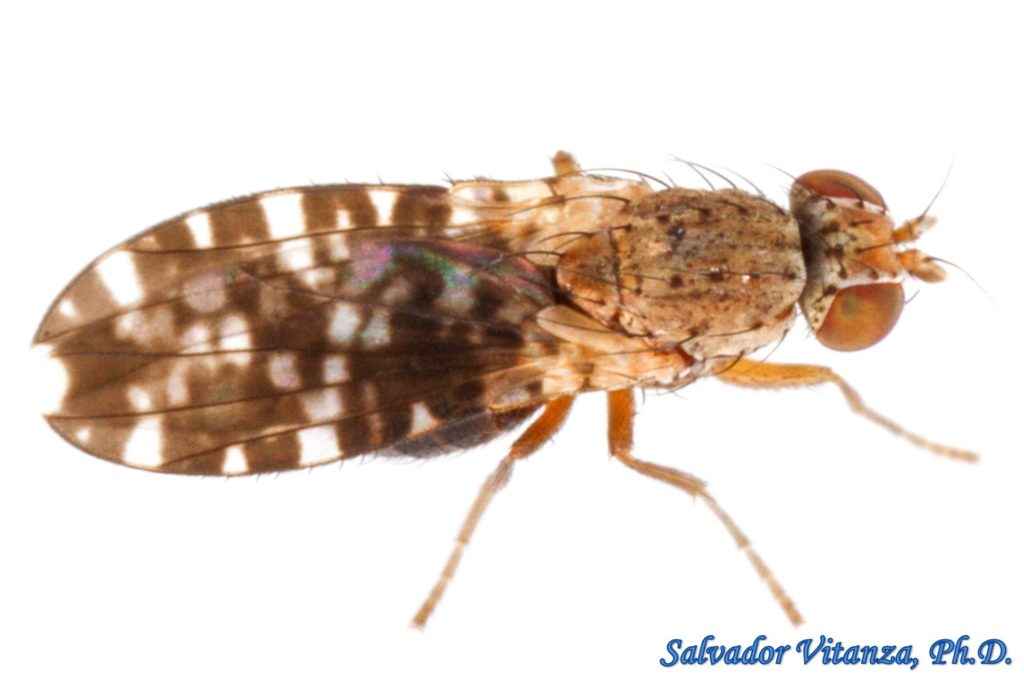 Diptera-Heleomyzidae-Trixoscelis Polita-Sun Flies (B) - Urban Programs ...