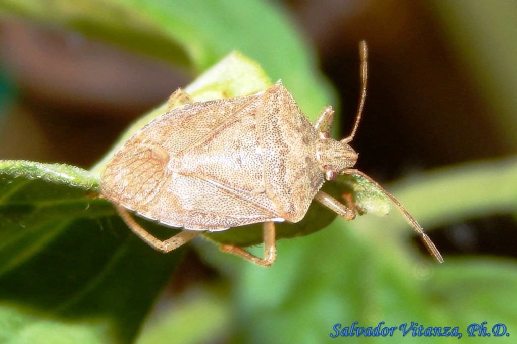 Hemiptera-Heteroptera-Pentatomidae-Euschistus-Stink Bugs (B) - Urban ...