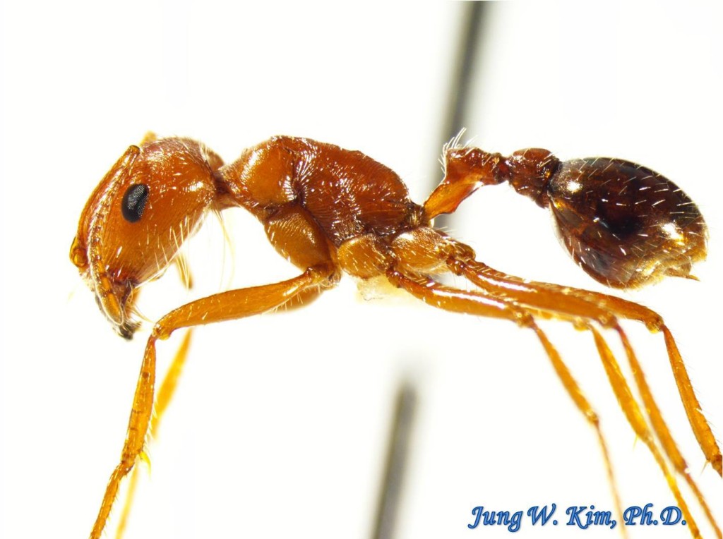 Hymenoptera Formicidae Pogonomyrmex Californicus California Harvester Ant E Urban Programs