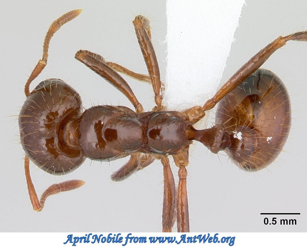 Hymenoptera-Formicidae-Solenopsis Invicta-Red Imported Fire Ant (C ...