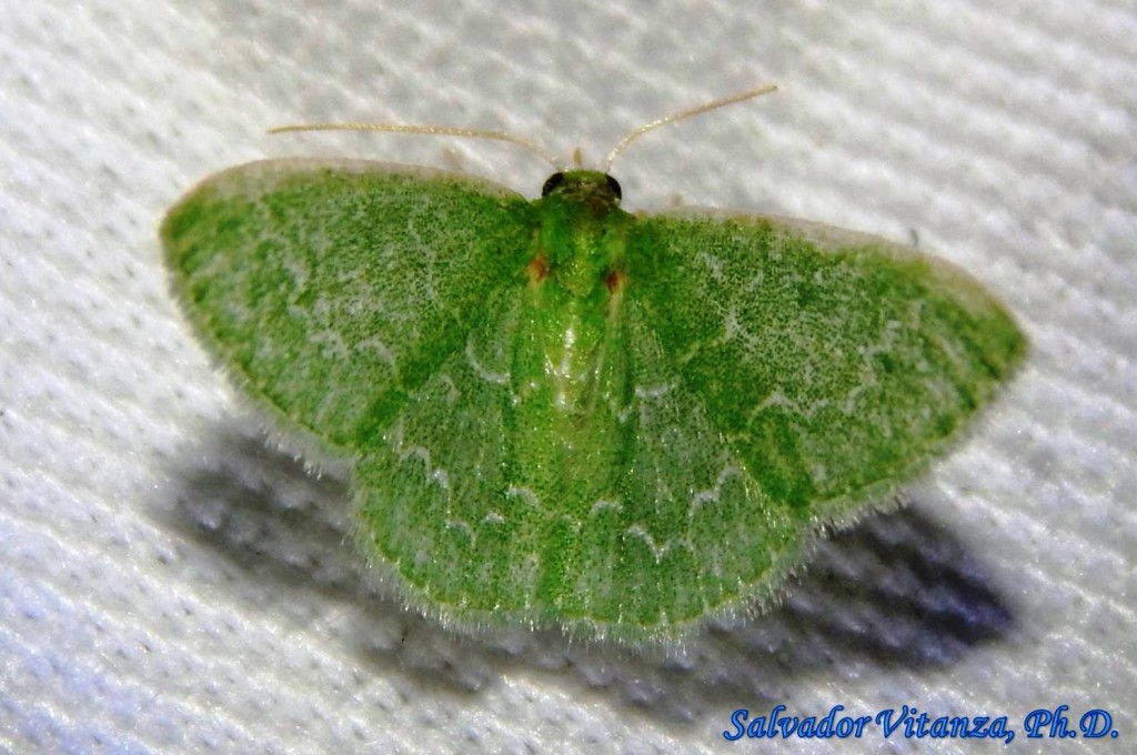 Lepidoptera-Geometridae-Synchlora frondaria-Southern Emerald Moth ...