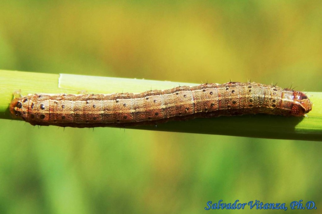 Lepidoptera-Noctuidae-Spodoptera Frugiperda-Fall Armyworm Moth LARVA (B ...