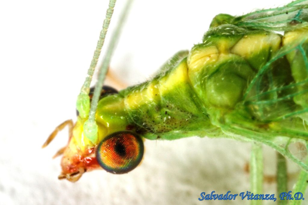 Neuroptera-Chrysopidae-Chrysoperla Rufilabris-Green Lacewings (B ...