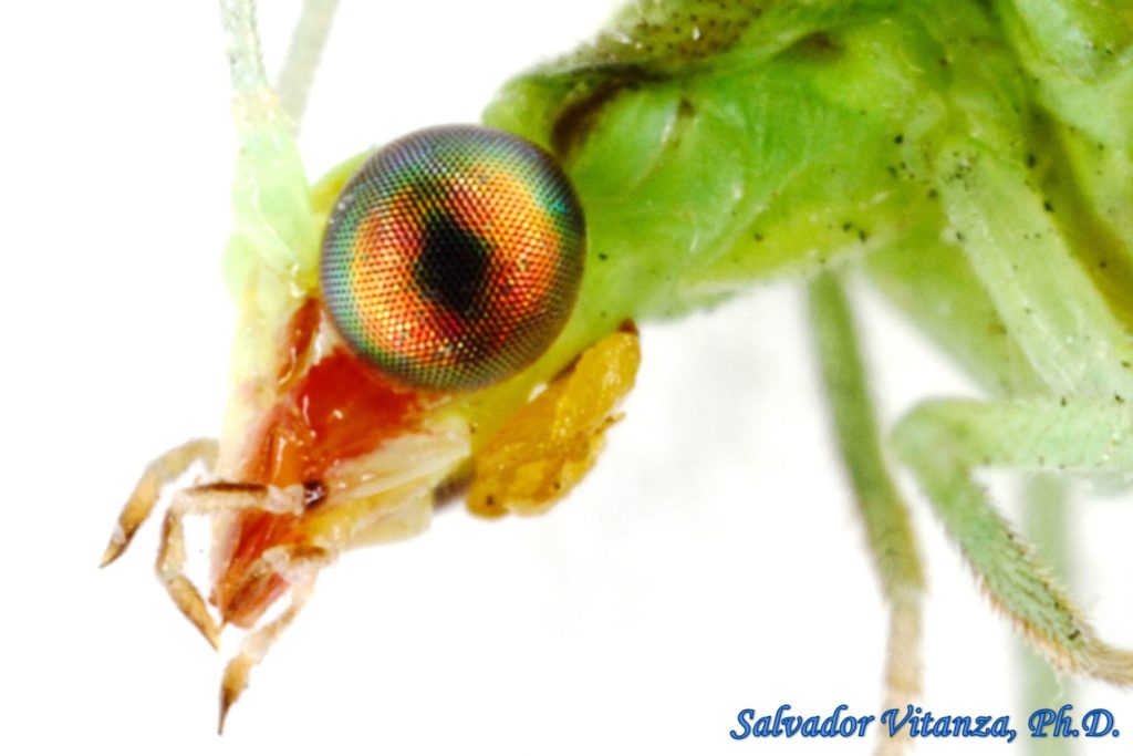 Neuroptera-Chrysopidae-Chrysoperla Rufilabris-Green Lacewings (C ...