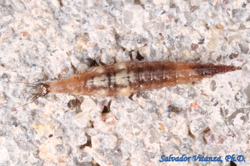 Neuroptera-Hemerobiidae-Brown Lacewings LARVA (B) - Urban Programs - El ...