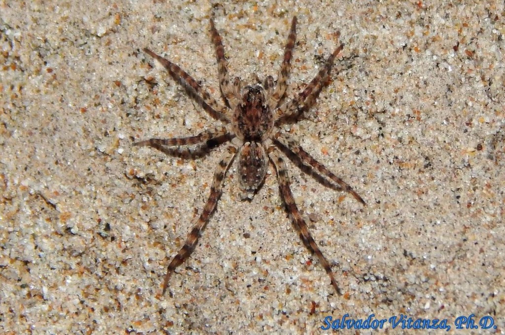 Class Arachnida-Araneae-Lycosidae-Arctosa littoralis-Wolf Spiders (A ...