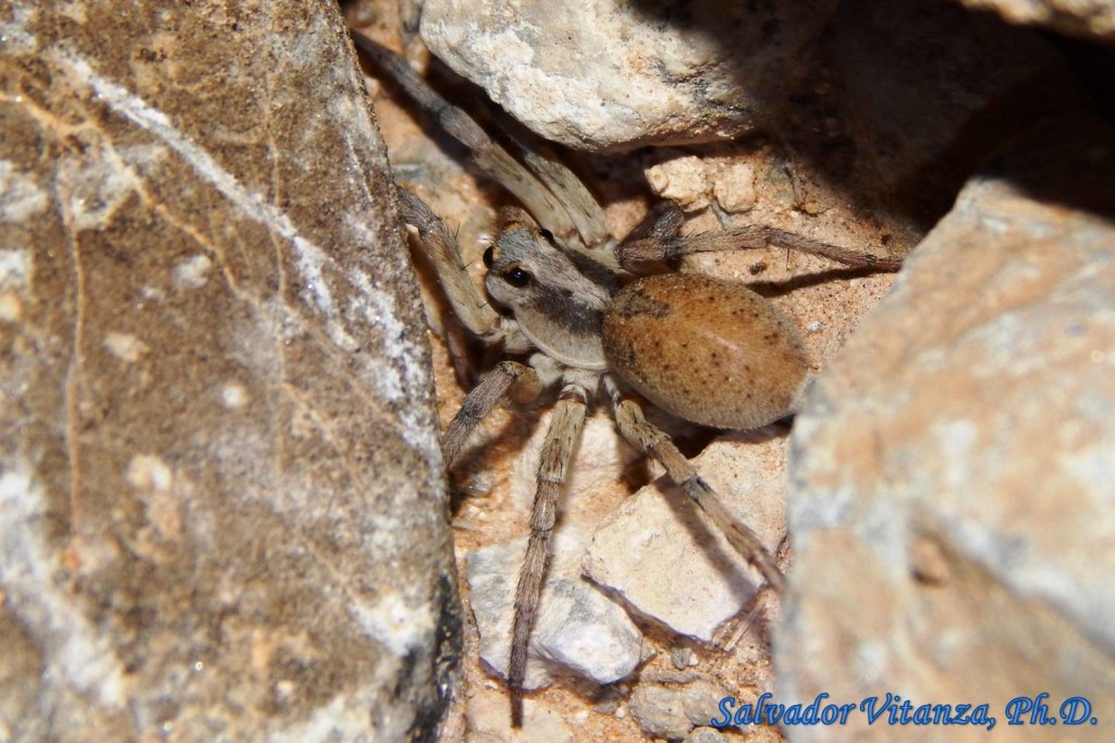 Class Arachnida-Araneae-Lycosidae-Hogna-Wolf Spiders (b) - Urban ...