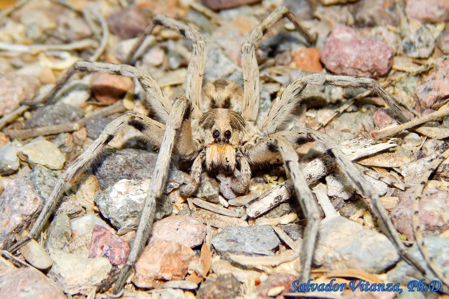 Class Arachnida-Araneae-Lycosidae-Hogna Carolinensis-Carolina Wolf ...