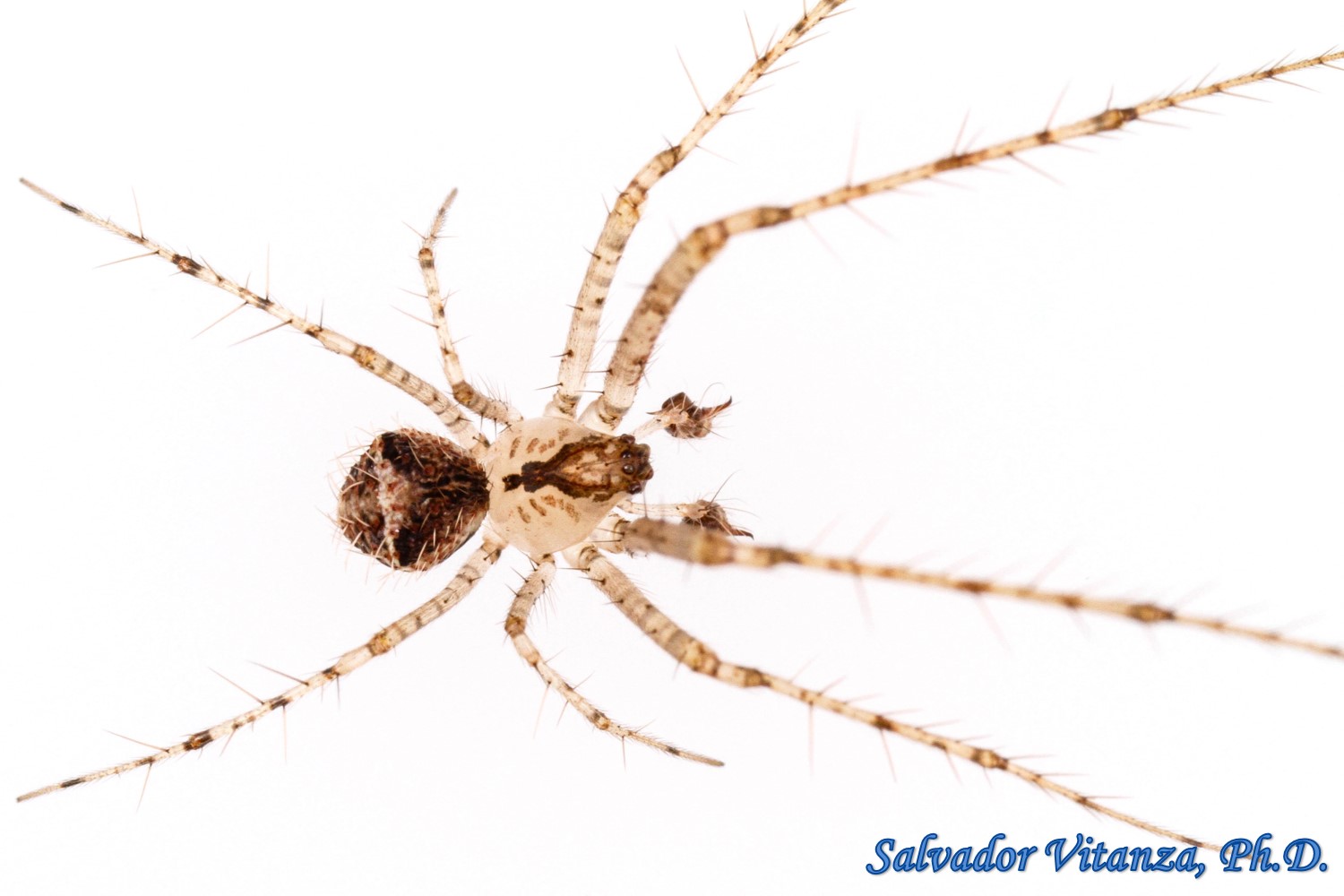 Zardoc 168 ED Exterminates Nether Spiders - Medivia 