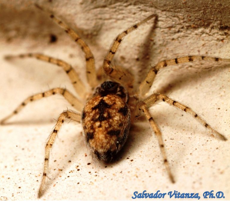 Class Arachnida-Araneae-Oecobiidae-Oecobius-Wall spiders (B) - Urban ...