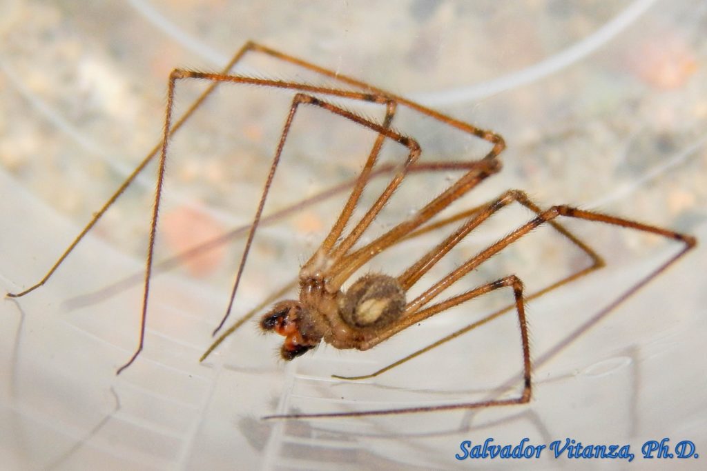 Class Arachnida-Araneae-Pholcidae-Physocyclus-Cellar Spiders (B ...