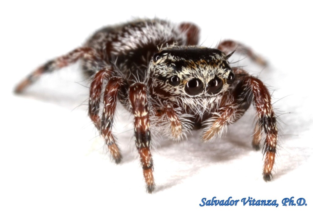 Class Arachnida-Araneae-Salticidae-Phidippus-Jumping Spiders (B ...