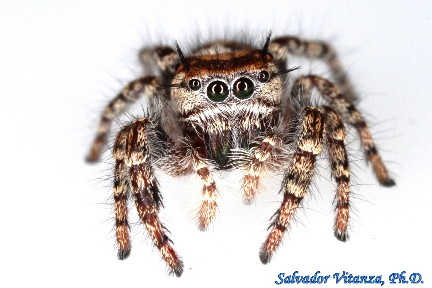 A Jumping Spider (Phidippus putnami)