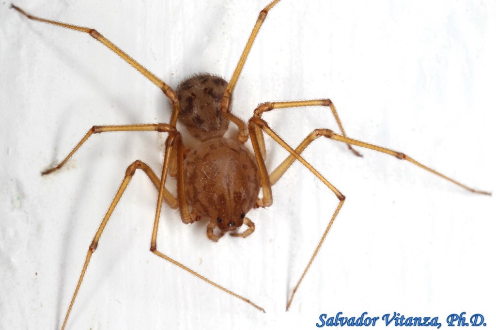 Class Arachnida-Araneae-Scytodidae-Scytodes-Spitting Spiders (A ...