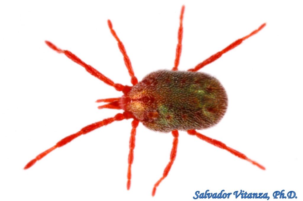 Class Arachnida Trombidiformes-Erythraeidae-Balaustium-Concrete Mites ...