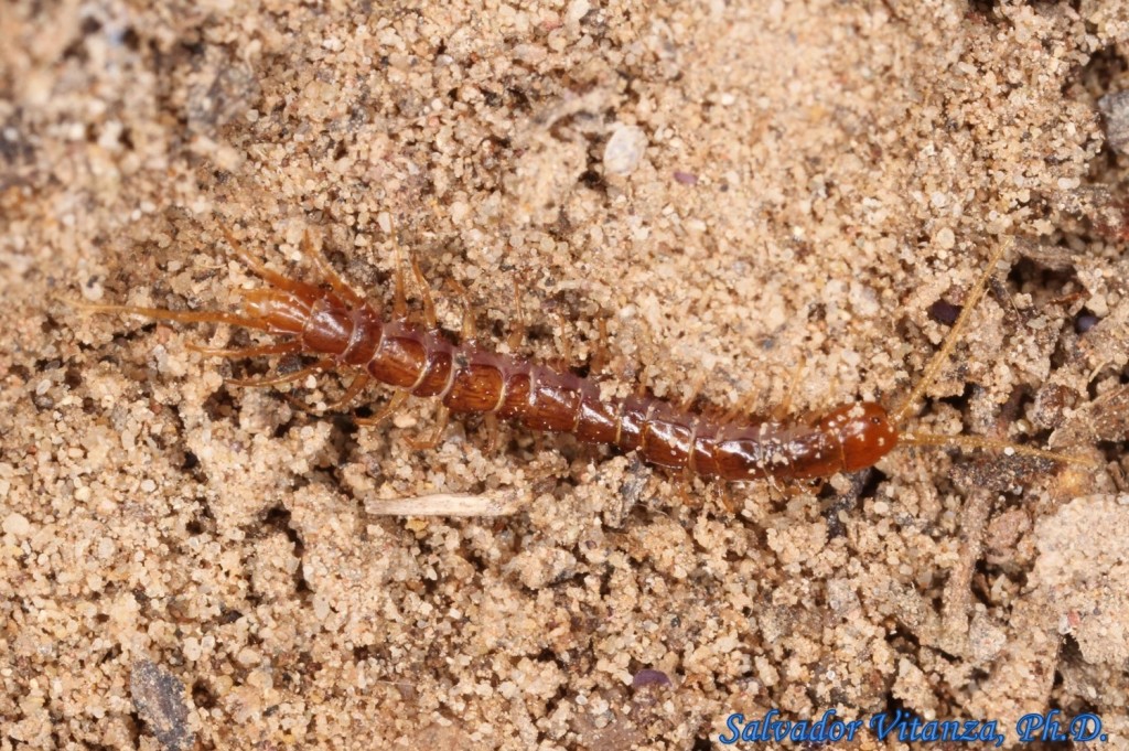 Class Chilopoda-lithobiomorpha-stone Centipedes (a) - Urban Programs 