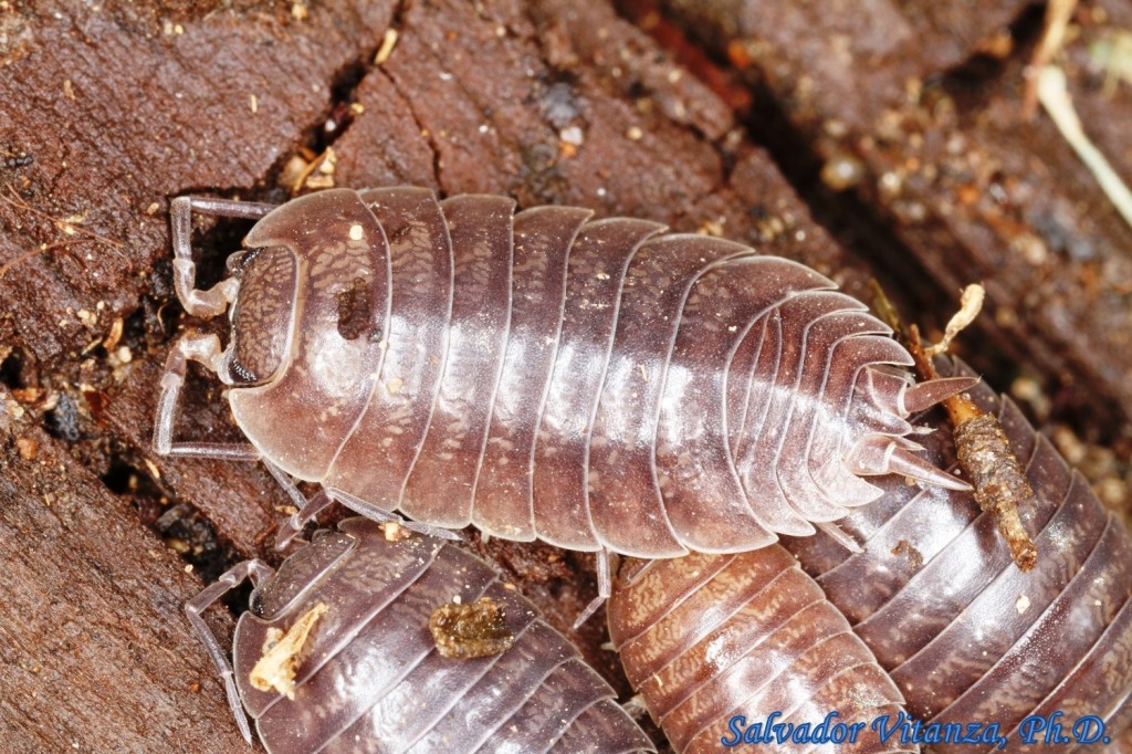 Class Malacostraca-Isopoda-Porcellionidae-Porcellio laevis-Swift ...