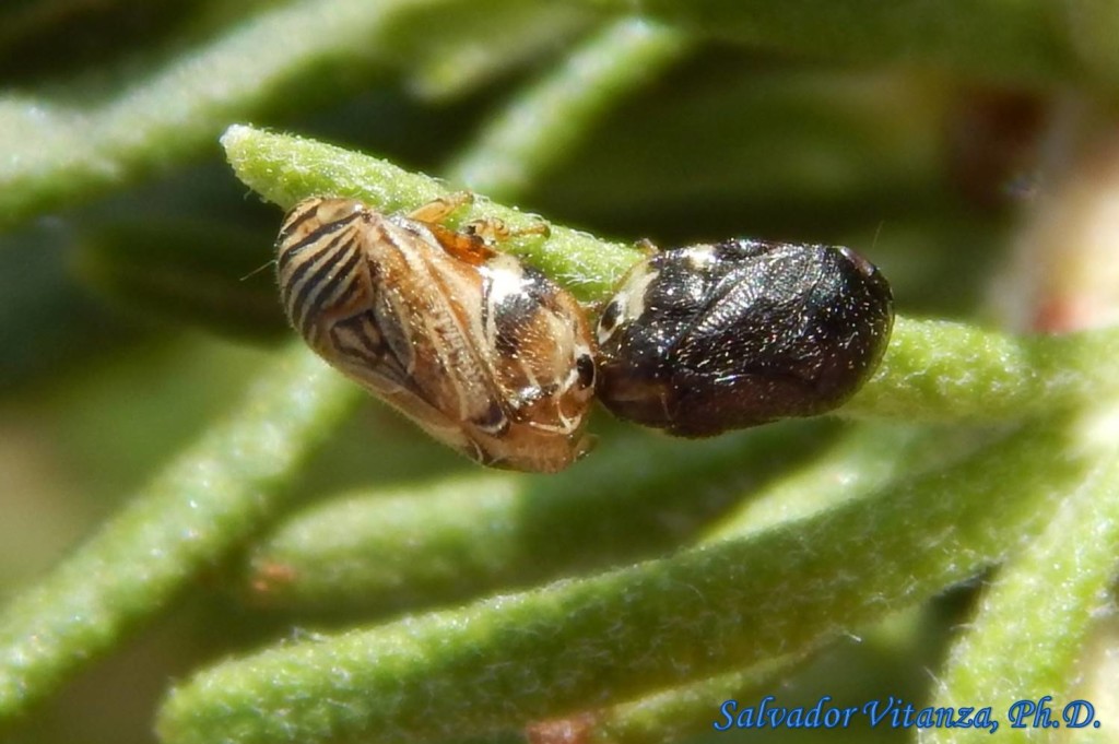 Hemiptera-Auchenorrhyncha-Clastopteridae-Clastoptera-Spittlebugs MATING ...