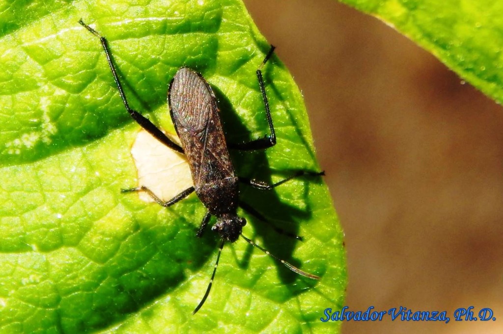 hemiptera-heteroptera-alydidae-alydus-eurinus-broad-headed-bugs-a