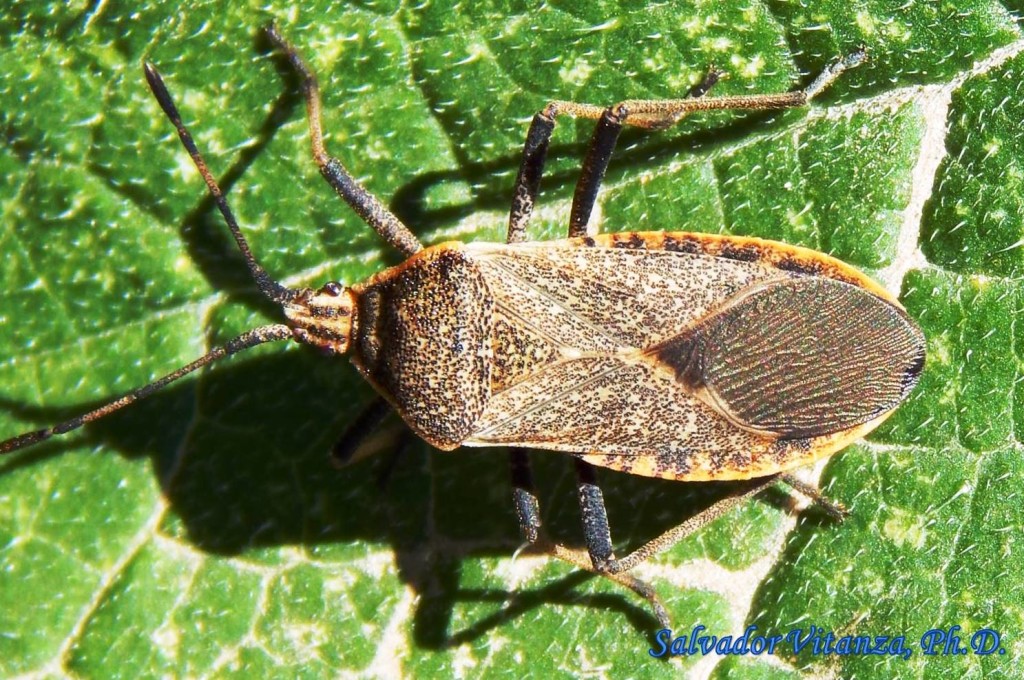 Hemiptera-Heteroptera-Coreidae-Anasa tristis-Squash Bug (C) - Urban ...