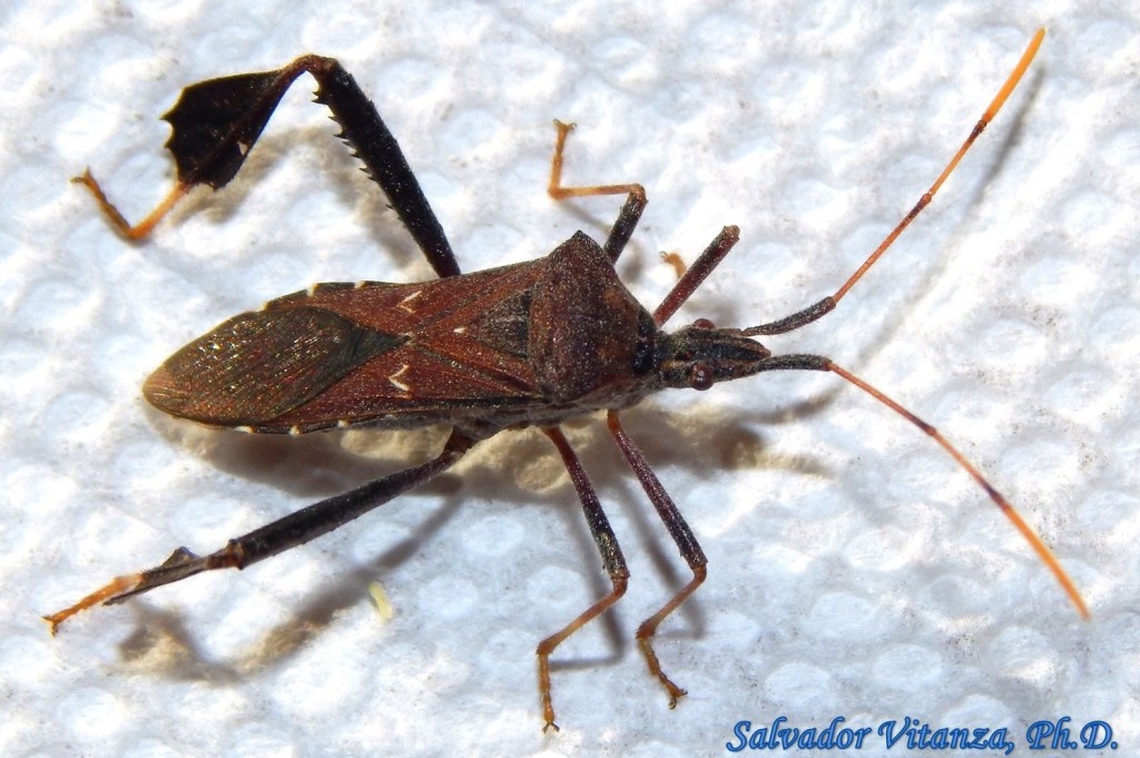 Hemiptera-Heteroptera-Coreidae-Leptoglossus oppositus-Leaffooted bugs ...