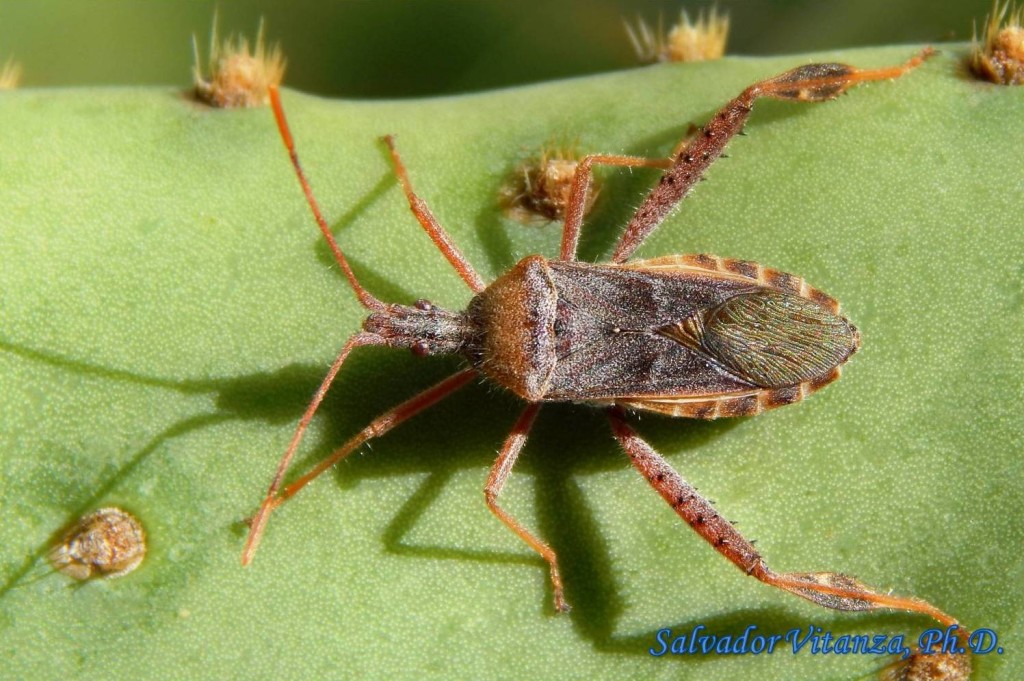 Hemiptera-Heteroptera-Coreidae-Narnia-Leaf footed cactus bug (B ...