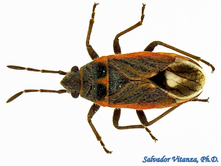 Hemiptera-Heteroptera-Lygaeidae-Lygaeospilus tripunctatus-Seed Bugs ...