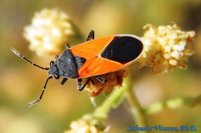 Hemiptera-Heteroptera-Lygaeidae-Melanopleurus Belfragei-Seed Bugs (A ...